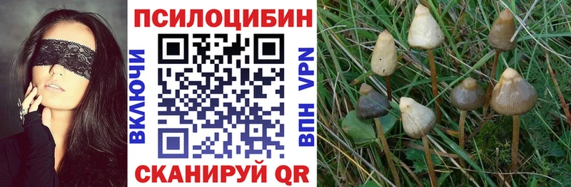 где можно купить   Нижний Новгород  Галлюциногенные грибы Psilocybine cubensis 